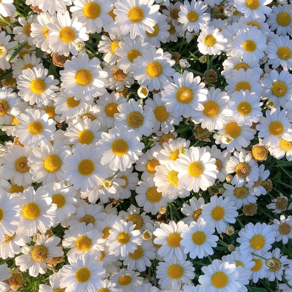 🌞🍄🌞🍄🌞🍄🌞🍄🌞🍄🌞🍄🌞🍄🌞🍄🌞🍄 - Picture 12 of 12